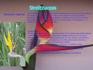 Strelitzia reginae
Strelitziáceas son generalmente plantas herbáceas rizomatosas de las regiones
tropicales y sub-tropicales, entre ellas se encuentran el Ave del paraíso
(Strelitzia reginae) originaria de Sudáfrica y árboles como el árbol del viajero
(Ravenala madagascariensis) endémico y emblemático de Madagascar. La
familia posee 3 géneros y 7 especies.
Caracteres
Plantas perennes herbáceas, aunque pueden desarrollarse pseudotallo debido
a vainas foliares endurecidas (Ravenala madagascariensis) con lo que el
hábito sería un árbol. Los tallos subterráneos son rizo matosos (ramificados
dicotómicamente en al menos algunos), los tallos aéreos decumbentes y
herbáceos o arborescentes y con textura de madera.
La inflorescencia es terminal o axilar, un tirso de 1 a muchas cimas
monocásicas, cada cima tiene una bráctea grande y espatácea. Una gran
inflorescencia (Phenakospermum guianense) o varias laterales y con
frecuencia largamente pedunculadas.
Las flores son hermafroditas, zigomórficas, epíginas, con brácteas.
 