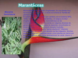 Maranta
leuconeura
Monocotiledóneas del orden Zingiberales. Es una familia muy
reconocida por taxónomos: a veces se la llama la "familia de
plantas del predicador".
El sistema APG II, de 2003[1]
(sin cambios con el sistema APG,
1998), también reconoce esta familia, y la asigna al orden
Zingiberales del clado de los Commelinidae de las
monocotiledóneas. La familia cuenta con algunas docenas de
géneros, totalizando centenares de especies, encontradas en
áreas tropicales de todo el mundo excepto Australia.
La especie más famosa es la "planta obediente" (Maranta
arundinacea), del Caribe, con almidón de fácil digestión. Muchas
especies del género Calathea crecen como plantas de interior por
sus hojas vistosas, con varias graduaciones de verde, blanco y
rosado.
 