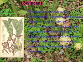 Lowiacea
maxillarioides
Fanerógamas con un sólo género
Orchidantha y 17 especies. Son naturales
desde el sur de China a Borneo.
Orchidantha significa "flor-orquídea", pues
sus pétalos se modifican pareciendo una
orquídea. Una especie Orchidantha inouei
de Borneo, imita el olor de animales para
atraer pequeños escarabajos como
polinizadores.
 