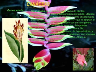Cannaceae es el nombre de un taxón de plantas
perteneciente a la categoría taxonómica de familia, utilizado
por sistemas de clasificación modernos como el sistema de
clasificación APG II del 2003[1]
y el APW,[2]
que lo asignan al
orden Zingiberales y lo circunscriben con un solo género,
Canna, con unas decenas de especies. Son plantas
tropicales y subtropicales nativas de América. Se
caracterizan por ser hierbas perennes, de hojas dísticas, y
flores con un solo estambre que es petaloide y con una sola
teca, y estaminodios que parecen pétalos. Atraen a
colibríes para su polinización.
Canna edulis
 