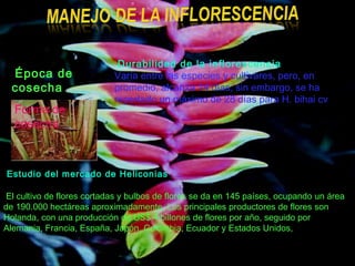 Época de
cosecha
Forma de
cosecha
Durabilidad de la inflorescencia
Varía entre las especies y cultivares, pero, en
promedio, alcanza 14 días; sin embargo, se ha
reportado un máximo de 28 días para H. bihai cv
Estudio del mercado de Heliconias
El cultivo de flores cortadas y bulbos de flores se da en 145 países, ocupando un área
de 190.000 hectáreas aproximadamente. Los principales productores de flores son
Holanda, con una producción de US$ 4 billones de flores por año, seguido por
Alemania, Francia, España, Japón, Colombia, Ecuador y Estados Unidos,
 