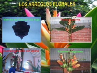 Floreros irregulares
Floreros planos
Acompañamiento con palma
Mancha de tinta en una hoja
 