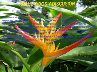 En el trascurso del año se trabajo con un cultivo de heliconias en total 12
especies de las cuales 10 son muy comunes en nuestra región y están
sembradas en un arreglo forestal que consiste en situar las plantas de
acuerdo con un promedio basado en la distancia de siembra de cada especie:
mini Heliconias (tipo H. psittacorum) 1m entre planta y 1.5m entre calle,
tamaño medio (tipo H. wagneriana) 2.5m entre plantas y 3m entre calles y
grandes (tipo H carivea) 3m entre planta y 3.5m entre calle. Así sembramos
las plantas a una distancia: 2.17m entre planta y a 2.67m entre calle.
 