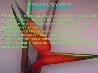 El trabajo en grupos pequeños es muy práctico y valioso puesto
que todos colaboran al máximo en las actividades.
Aceptar las sugerencias del asesor es de gran ayuda en la
realización de un proyecto.
El proyecto de las heliconias es una actividad de gran
admiración e innovadora para nuestra comunidad.
Este proyecto fue para nosotros una gran oportunidad de
conocer y mostrar la riqueza de nuestra región en cuanto a flores
tropicales se trata.
 
 