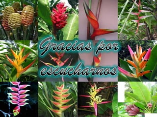 Exposición de  heliconias