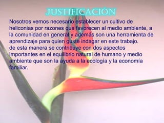 Nosotros vemos necesario establecer un cultivo de
heliconias por razones que favorecen al medio ambiente, a
la comunidad en general y además son una herramienta de
aprendizaje para quien guste indagar en este trabajo.
de esta manera se contribuye con dos aspectos
importantes en el equilibrio natural de humano y medio
ambiente que son la ayuda a la ecología y la economía
familiar.
 