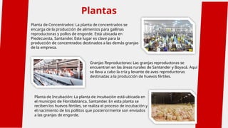 Plantas
Planta de Incubación: La planta de incubación está ubicada en
el municipio de Floridablanca, Santander. En esta planta se
reciben los huevos fértiles, se realiza el proceso de incubación y
el nacimiento de los pollitos que posteriormente son enviados
a las granjas de engorde.
Planta de Concentrados: La planta de concentrados se
encarga de la producción de alimentos para gallinas
reproductoras y pollos de engorde. Está ubicada en
Piedecuesta, Santander. Este lugar es clave para la
producción de concentrados destinados a las demás granjas
de la empresa.
Granjas Reproductoras: Las granjas reproductoras se
encuentran en las áreas rurales de Santander y Boyacá. Aquí
se lleva a cabo la cría y levante de aves reproductoras
destinadas a la producción de huevos fértiles.
 