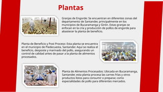Plantas
Planta de Alimentos Procesados: Ubicada en Bucaramanga,
Santander, esta planta procesa las carnes frías y otros
productos listos para consumir o preparar, como
especialidades de pollo para diferentes mercados.
Granjas de Engorde: Se encuentran en diferentes zonas del
departamento de Santander, principalmente en los
municipios de Bucaramanga y Girón. Estas granjas se
enfocan en la cría y producción de pollos de engorde para
abastecer la planta de beneficio.
Planta de Beneficio y Post Proceso: Esta planta se encuentra
en el municipio de Piedecuesta, Santander. Aquí se realiza el
beneficio, desposte y marinado del pollo, asegurando un
control de calidad antes de pasar a la planta de alimentos
procesados.
 