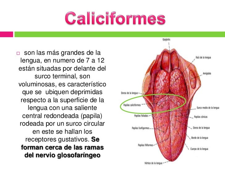 Expocicon de histologia