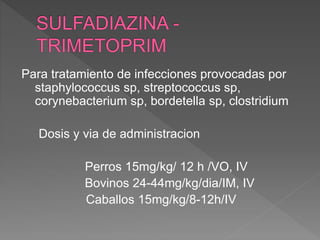 Para tratamiento de infecciones provocadas por
staphylococcus sp, streptococcus sp,
corynebacterium sp, bordetella sp, clostridium
Dosis y via de administracion
Perros 15mg/kg/ 12 h /VO, IV
Bovinos 24-44mg/kg/dia/IM, IV
Caballos 15mg/kg/8-12h/IV
 