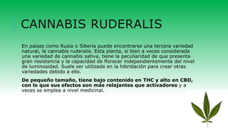 CANNABIS RUDERALIS
En países como Rusia o Siberia puede encontrarse una tercera variedad
natural, la cannabis ruderalis. Esta planta, si bien a veces considerada
una variedad de cannabis sativa, tiene la peculiaridad de que presenta
gran resistencia y la capacidad de florecer independientemente del nivel
de luminosidad. Suele ser utilizada en la hibridación para crear otras
variedades debido a ello.
De pequeño tamaño, tiene bajo contenido en THC y alto en CBD,
con lo que sus efectos son más relajantes que activadores y a
veces se emplea a nivel medicinal.
 