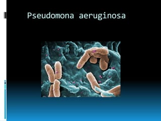 Pseudomona aeruginosa
 