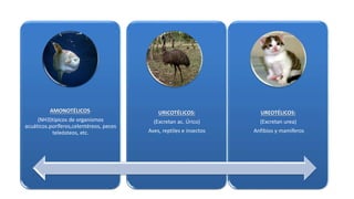 AMONOTÉLICOS: 
(NH3)típicos de organismos 
acuáticos.poríferos,celentéreos, peces 
teleósteos, etc. 
URICOTÉLICOS: 
(Excretan ac. Úrico) 
Aves, reptiles e insectos 
UREOTÉLICOS: 
(Excretan urea) 
Anfibios y mamíferos 
 