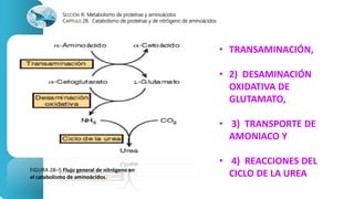 SECCIÓN III. Metabolismo de proteínas y aminoácidos 
CAPÍTULO 28. Catabolismo de proteínas y de nitrógeno de aminoácidos 
FIGURA 28–5 Flujo general de nitrógeno en 
el catabolismo de aminoácidos. 
• TRANSAMINACIÓN, 
• 2) DESAMINACIÓN 
OXIDATIVA DE 
GLUTAMATO, 
• 3) TRANSPORTE DE 
AMONIACO Y 
• 4) REACCIONES DEL 
CICLO DE LA UREA 
 