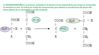 La TRASNSAMINACIÓN es un proceso, realizado en el citosol y en las mitocondrias, por el que un aminoácido 
se convierte en otro. Se realiza por medio de transaminasas que catalizan la transferencia del grupo alfa-amino 
(NH3+) de un aminoácido a un alfa-cetoácido 
 