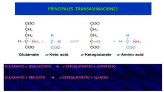 PRINCIPALES TRANSAMINACIONES 
GLUTAMATO + OXALACETATO  a-CETOGLUTARATO + ASPARTATO 
GLUTAMATO + PIRUVATO  a-CETOGLUTARATO + ALANINA 
 