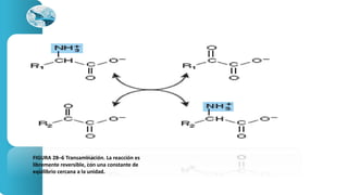 FIGURA 28–6 Transaminación. La reacción es 
libremente reversible, con una constante de 
equilibrio cercana a la unidad. 
 