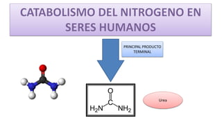 PRINCIPAL PRODUCTO 
TERMINAL 
Urea 
 