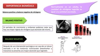 IMPORTANCIA BIOMÉDICA 
Balance positivo y balance negativo de nitrógeno 
BALANCE POSITIVO 
Normalmente en un adulto, la 
cantidad de nitrógeno ingerido es 
igual a la cantidad excretada. 
En periodos de crecimiento y embarazo podemos notar que 
hay una mayor ingesta de nitrógeno que excreción del mismo. 
BALANCE NEGATIVO 
Después de una intervención quirúrgica o en caso de un cáncer 
avanzado o en los trastornos nutricionales (kwashiorkor y 
marasmo) se presenta una mayor excreción que ingestión. 
 