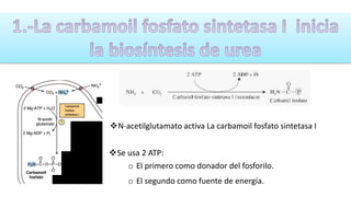 N-acetilglutamato activa La carbamoil fosfato sintetasa I 
Se usa 2 ATP: 
o El primero como donador del fosforilo. 
o El segundo como fuente de energía. 
 