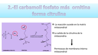 La reacción sucede en la matriz 
mitocondrial 
La salida de la citrulina de la 
mitocondria 
Permeasas de membrana interna 
mitocondrial 
 