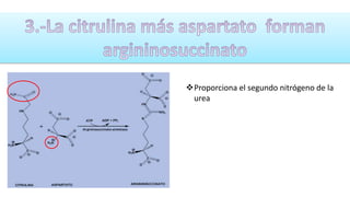 Proporciona el segundo nitrógeno de la 
urea 
 