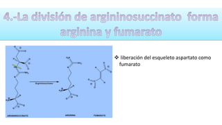  liberación del esqueleto aspartato como 
fumarato 
 