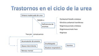 Síntesis inadecuada de urea 
Debido a 
Deficiencias de 
enzimas 
Trae por consecuencia 
Acumulación de amonio 
•Carbamoil-fostafo sintetasa 
•Ornitina carbamoil transferasa 
•Argininosuccinato sintetasa 
•Argininosuccinato liasa 
•Arginasa 
Encefalopatía 
Ataxia intermitente Vomitos 
Alcalosis respiratoria 
Retraso mental 
 