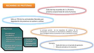 RECAMBIO DE PROTEÍNAS 
Cada día hay recambio de 1 a 2% de la 
proteína corporal total de seres humanos. 
Sólo un 75% de los aminoácidos liberados por 
degradación de proteínas se vuelven a utilizar. 
La principal porción de los esqueletos de carbono de los 
aminoácidos se convierten en intermediarios anfibólicos, mientras 
que el nitrógeno amino se convierte en urea se excreta en la orina. 
Ejemplos: 
• Tejido del útero en el periodo de gestación 
• Músculo estriado en la inanición 
 