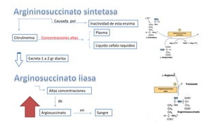 Citrulinemia 
Inactividad de esta enzima 
Plasma 
Liquido cefalo raquideo 
Causada por 
Concentraciones altas 
Excreta 1 a 2 gr diarios 
Altas concentraciones 
de 
en 
Argiosuccinato Sangre 
 