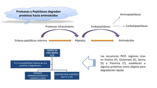 Proteasas y Peptidasas degradan 
proteínas hacia aminoácidos 
Proteasas intracelulares 
Enlaces peptídicos internos 
Endopeptidasas 
Aminopeptidasas 
Carboxipeptidasas 
Péptidos Aminoácidos 
TIEMPO DE 
VIDA MEDIA 
T1/2 
ENZIMAS 
NORMALIZADORAS O 
CASERAS (>100h) 
ENZIMAS REGULADORAS 
(de 0.5 a 2h) 
Es la susceptibilidad relativa de una 
proteína a degradación. 
Las secuencias PEST, regiones ricas 
en Prolina (P), Glutamato (E), Serina 
(S) y Treonina (T), establecen a 
algunas proteínas como objetos para 
degradación rápida. 
 