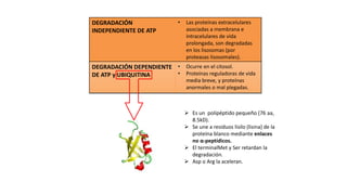 DEGRADACIÓN 
INDEPENDIENTE DE ATP 
• Las proteínas extracelulares 
asociadas a membrana e 
intracelulares de vida 
prolongada, son degradadas 
en los lisosomas (por 
proteasas lisosomales). 
DEGRADACIÓN DEPENDIENTE 
DE ATP y UBIQUITINA 
• Ocurre en el citosol. 
• Proteínas reguladoras de vida 
media breve, y proteínas 
anormales o mal plegadas. 
 Es un polipéptido pequeño (76 aa, 
8.5kD). 
 Se une a residuos lisilo (lisina) de la 
proteína blanco mediante enlaces 
no α-peptídicos. 
 El terminalMet y Ser retardan la 
degradación. 
 Asp o Arg la aceleran. 
 