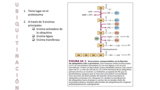 1. Tiene lugar en el 
proteosoma 
2. A través de 3 enzimas 
principales: 
 Enzima activadora de 
la ubiquitina 
 Enzima ligasa 
 Enzima transferasa 
 