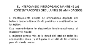 EL INTERCAMBIO INTERÓRGANO MANTIENE LAS 
CONCENTRACIONES CIRCULANTES DE AMINOÁCIDOS 
El mantenimiento estable de aminoácidos depende del 
balance desde la liberación de proteínas y la utilización por 
los tejidos. 
Este mantenimiento lo desarrollan fundamentalmente el 
musculo y el hígado: 
El músculo genera más de la mitad del total de todos los 
aminoácidos libres , y el hígado es el sitio de las enzimas 
para el ciclo de la urea. 
 