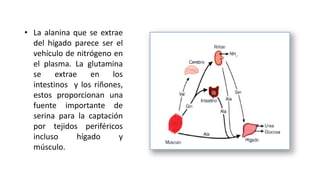 • La alanina que se extrae 
del hígado parece ser el 
vehículo de nitrógeno en 
el plasma. La glutamina 
se extrae en los 
intestinos y los riñones, 
estos proporcionan una 
fuente importante de 
serina para la captación 
por tejidos periféricos 
incluso hígado y 
músculo. 
 