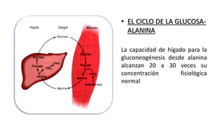 • EL CICLO DE LA GLUCOSA-ALANINA 
La capacidad de hígado para la 
gluconeogénesis desde alanina 
alcanzan 20 a 30 veces su 
concentración fisiológica 
normal 
 