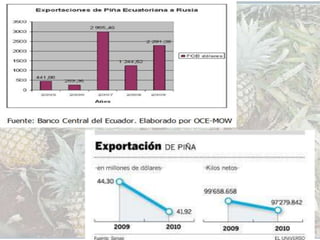 LA PIÑA Y SU PRODUCCION | PPTX
