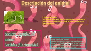 descripción del animal
gusano: un animal con un cuerpo alargado,
delgado, redondo o plano sin patas. babosa:
un pequeño animal de tierra con un cuerpo
suave y dos tentáculos con ojos.
 