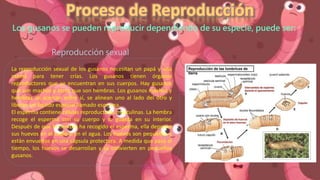 Los gusanos se pueden reproducir dependiendo de su especie, puede ser:
Reproducción sexual
La reproducción sexual de los gusanos necesitan un papá y una
mamá para tener crías. Los gusanos tienen órganos
reproductores que se encuentran en sus cuerpos. Hay gusanos
que son machos y otros que son hembras. Los gusanos machos y
hembras se acercan entre sí, se alinean uno al lado del otro y
liberan un líquido especial llamado esperma.
El esperma contiene células reproductoras masculinas. La hembra
recoge el esperma con su cuerpo y lo guarda en su interior.
Después de que la hembra ha recogido el esperma, ella deposita
sus huevos en el suelo o en el agua. Los huevos son pequeños y
están envueltos en una cápsula protectora. A medida que pasa el
tiempo, los huevos se desarrollan y se convierten en pequeños
gusanos.
 