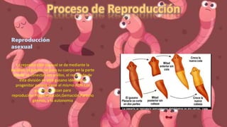 Reproducción
asexual
La reproducción asexual se da mediante la
escisión, el gusano se para su cuerpo en la parte
donde se conectan los anillos, el resultado de
esta división es otro gusano idéntico al
progenitor porque tiene el mismo ADN:Los
gusanos utilizan para
reproducirse:Fragmentación,Gemación,Parteno
génesis, y la autonomia
 