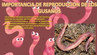 LOS GUSANOS MEJORAN LA ESTRUCTURA DE LOS SUELOS AL
FABRICAR SUS GALERÍAS, MEJORA LAS PROPIEDADES
HÍDRICAS Y LA ESTRUCTURA DE LOS SUELOS. AL ALIMENTARSE
DE LA MATERIA ORGÁNICA, LA DEGRADAN Y AYUDAN A SU
DESCOMPOSICIÓN LO QUE HACE QUE LOS NUTRIENTES SEAN
MÁS ASIMILABLES PARA LAS PLANTAS.
 