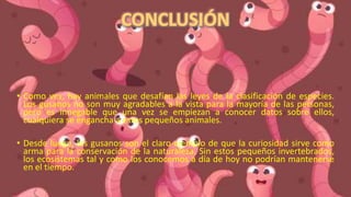 • Como ves, hay animales que desafían las leyes de la clasificación de especies.
Los gusanos no son muy agradables a la vista para la mayoría de las personas,
pero es innegable que una vez se empiezan a conocer datos sobre ellos,
cualquiera se engancha a estos pequeños animales.
• Desde luego, los gusanos son el claro ejemplo de que la curiosidad sirve como
arma para la conservación de la naturaleza. Sin estos pequeños invertebrados,
los ecosistemas tal y como los conocemos a día de hoy no podrían mantenerse
en el tiempo.
 