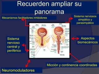 Recuerden ampliar su
panorama
Mecanismos facilitadores inhibidores
Neuromoduladores
Sistema
nervioso
central y
periférico
Sistema nerviosos
simpático y
parasimpático
Aspectos
biomecánicos
Micción y continencia coordinadas
 