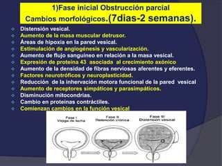 1)Fase inicial Obstrucción parcial
Cambios morfológicos.(7dias-2 semanas).
 Distensión vesical.
 Aumento de la masa muscular detrusor.
 Áreas de hipoxia en la pared vesical.
 Estimulación de angiogénesis y vascularización.
 Aumento de flujo sanguíneo en relación a la masa vesical.
 Expresión de proteína 43 asociada al crecimiento axónico
 Aumento de la densidad de fibras nerviosas aferentes y eferentes.
 Factores neurotróficos y neuroplasticidad.
 Reducción de la inhervación motora funcional de la pared vesical
 Aumento de receptores simpáticos y parasimpáticos.
 Disminución mitocondrias.
 Cambio en proteínas contráctiles.
 Comienzan cambios en la función vesical
 