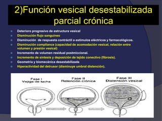 2)Función vesical desestabilizada
parcial crónica
 Deterioro progresivo de estructura vesical
 Disminución flujo sanguíneo
 Disminución de respuesta contráctil a estímulos eléctricos y farmacológicos.
 Disminución compliance (capacidad de acomodación vesical, relación entre
volumen y presión vesical)
 Incremento de volumen residual postmiccional.
 Incremento de síntesis y deposición de tejido conectivo (fibrosis).
 Geometría y biomecánica desestabilizada
 Hiperactividad del detrusor (disminuye umbral distención).
 