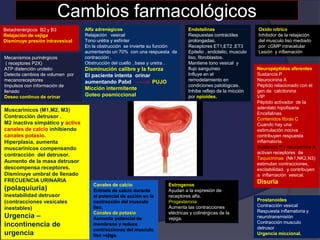 Cambios farmacológicos
Muscarinícos (M1,M2, M3)
Contracción detrusor .
M2 inactiva simpático y activa
canales de calcio inhibiendo
canales potasio.
Hiperplasia, aumenta
muscarinícos compensando
contracción del detrusor.
Aumento de la masa detrusor
descompensa receptores.
Disminuye umbral de llenado
FRECUENCIA URINARIA
(polaquiuria)
inestabilidad detrusor
(contracciones vesicales
inestables)
Urgencia –
incontinencia de
urgencia
Mecanismos purinérgicos
( receptores P2X)
ATP distención urotelio
Detecta cambios de volumen por
mecanoreceptores
Impulsos con información de
llenado
Deseo continuo de orinar
Betadrenérgicos B2 y B3
Relajación de vejiga
Disminuye presión intravesical
Alfa adrenégicos
Relajación vesical
Tono urétra y esfínter
En la obstrucción se invierte su función
aumentando un 70% con una respuesta de
contracción .
Obstrucción del cuello , base y uretra .
Disminución calibre y la fuerza
El paciente intenta orinar
aumentando Pabd PUJO
Micción intermitente
Goteo posmiccional
Oxido nítrico
Inhibidor de la relajación
del musculo liso mediado
por cGMP intracelular
Lesión y inflamación
Neuropéptidos aferentes
Sustancia P
Neurocinina A
Péptido relacionado con el
gen de calcitonina
VIP
Péptido activador de la
adenilato hipofisaria
Encefalinas
Contenidos fibras C
Cuando hay una
estimulación nociva
contribuyen respuesta
inflamatoria.
Sustancia P y neurocinina A
activan receptores de
Taquicininas (Nk1,NK2,N3)
estimulan contracciones,
excitabilidad, y contribuyen
a inflamación vesical.
Disuria
Prostanoides
Contracción vesical
Respuesta inflamatoria y
neurotransmisión
Contracción musculo
detrusor
Urgencia miccional.
Endotelinas
Respuestas contráctiles
prolongadas.
Receptores ET1,ET2 ,ET3
Epitelio , endotelio, musculo
liso, fibroblastos.
Mantiene tono vesical y
flujo sanguíneo
Influye en el
remodelamiento en
condiciones patológicas.
Inhibe reflejo de la micción
por opioides.
Canales de calcio
Entrada de calcio durante
el potencial de acción en la
contracción del musculo
liso.
Canales de potasio
Aumenta potencial de
membrana y reduce
contracciones del musculo
liso vejiga.
Estrogenos
Ayudan a la expresión de
receptores alfa.
Progesterona:
Aumenta las contracciones
eléctricas y colinérgicas de la
vejiga.
 