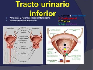Tracto urinario
inferior Almacenar y vaciar la orina intermitentemente
 Elementos mecánica miccional
 Cuerpo y base vesical
 Cuello vesical
 Trígono
 Los esfínteres
 