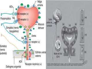 Llenado: Beta relajación de la vejiga y alfa en región cervicoureteral contracción
vaciamiento: Parasimpático contracciones tónicas vejiga inhibición simpático
 
