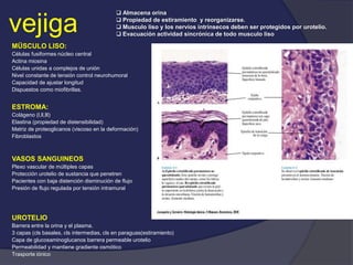 vejiga
MÜSCULO LISO:
Células fusiformes núcleo central
Actina miosina
Células unidas a complejos de unión
Nivel constante de tensión control neurohumoral
Capacidad de ajustar longitud
Dispuestos como miofibrillas.
ESTROMA:
Colágeno (l,ll,lll)
Elastina (propiedad de distensibilidad)
Matriz de proteoglicanos (viscoso en la deformación)
Fibroblastos
VASOS SANGUINEOS
Plexo vascular de múltiples capas
Protección urotelio de sustancia que penetren
Pacientes con baja distención disminución de flujo
Presión de flujo regulada por tensión intramural
UROTELIO
Barrera entre la orina y el plasma.
3 capas (cls basales, cls intermedias, cls en paraguas(estiramiento)
Capa de glucosaminoglucanos barrera permeable urotelio
Permeabilidad y mantiene gradiente osmótico
Trasporte iónico
 Almacena orina
 Propiedad de estiramiento y reorganizarse.
 Musculo liso y los nervios intrínsecos deben ser protegidos por urotelio.
 Evacuación actividad sincrónica de todo musculo liso
 
