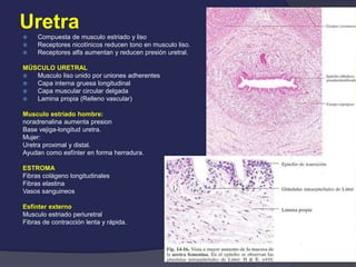 Uretra
 Compuesta de musculo estriado y liso
 Receptores nicotínicos reducen tono en musculo liso.
 Receptores alfa aumentan y reducen presión uretral.
MÚSCULO URETRAL
 Musculo liso unido por uniones adherentes
 Capa interna gruesa longitudinal
 Capa muscular circular delgada
 Lamina propia (Relleno vascular)
Musculo estriado hombre:
noradrenalina aumenta presion
Base vejiga-longitud uretra.
Mujer:
Uretra proximal y distal.
Ayudan como esfínter en forma herradura.
ESTROMA
Fibras colágeno longitudinales
Fibras elastina
Vasos sanguineos
Esfínter externo
Musculo estriado periuretral
Fibras de contracción lenta y rápida.
 
